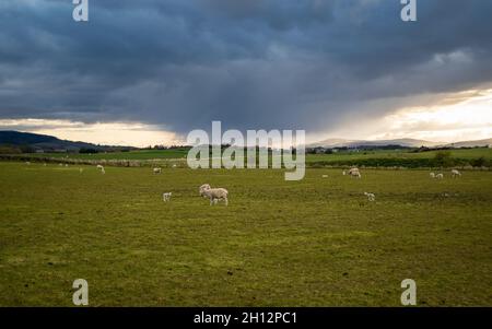 Bétail paître au coucher du soleil sur un pré vert à Kinross, en Écosse rurale. Banque D'Images