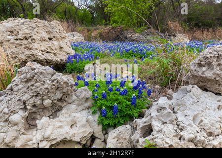 Texas bluebonnets au lac Travis à Austin, Texas Banque D'Images
