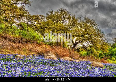Texas bluebonnets au lac Travis à Austin, Texas Banque D'Images