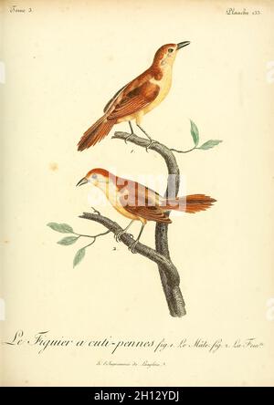 Figbird, illustration du XVIIIe siècle Banque D'Images