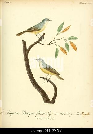 Figbird, illustration du XVIIIe siècle Banque D'Images