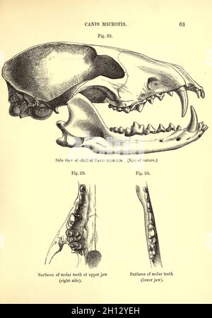 Crâne du chien à oreilles courtes, illustration du XIXe siècle Banque D'Images