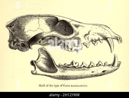 Crâne de Canis magellanicus, illustration du XIXe siècle Banque D'Images