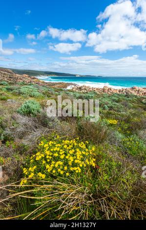 Vue verticale de fleurs sauvages jaunes vives au printemps le long de la côte pittoresque près de Yallingup, parc national de Leeuwin-Naturaliste, Australie occidentale, Banque D'Images