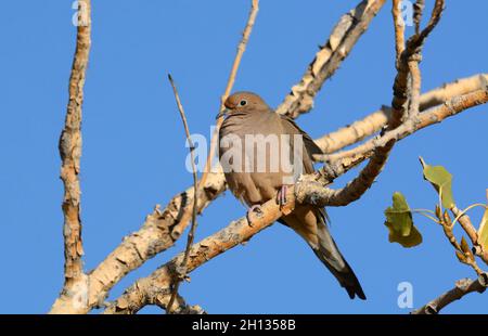 La colombe en deuil ou Zenaida macroura perchée sur des branches d'arbres d'automne qui ont perdu la plupart des feuilles contre le ciel bleu Banque D'Images