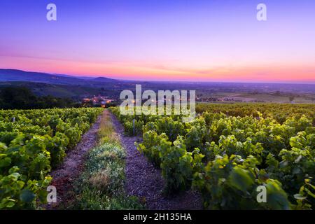 Le lever du soleil surprend les vignobles du Beaujolais Banque D'Images