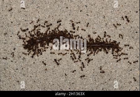 Red Imported Fire ants (Solenopsis invicta) qui se balance sur un ver de terre sur la chaussée pendant les heures de nuit à Houston, au Texas. Banque D'Images