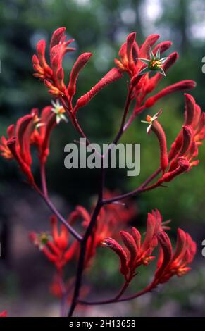 FLEURS DE LA PAW DE KANGOUROU ROUGE (ANIGOZANTHOS) Banque D'Images