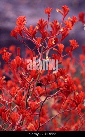 FLEURS DE LA PAW DE KANGOUROU ROUGE (ANIGOZANTHOS) Banque D'Images