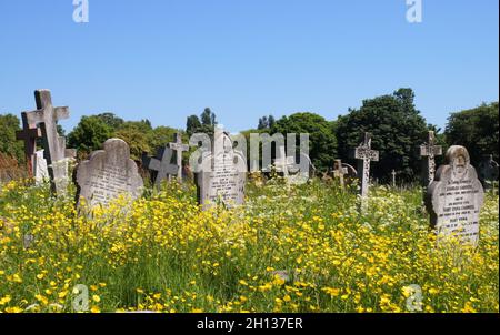 Des pierres tombales torréchées poquant au-dessus d'un champ de buttertasses jaunes colorées (fleurs de Ranunculus) dans le cimetière vert de Kensal, Londres, Angleterre Banque D'Images