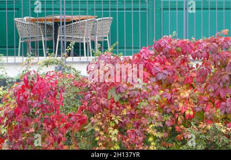 Chaises extérieures et table sur un balcon au-dessus d'un super-réducteur de Virginie de couleur rouge.Le mur vert forme un contraste agréable avec le rouge des feuilles. Banque D'Images