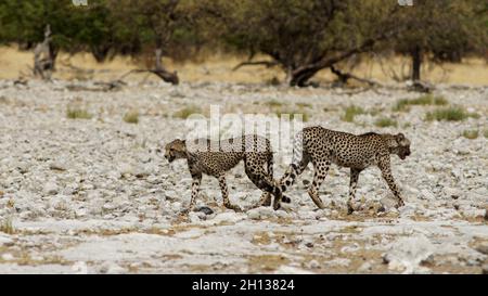 Groupe de cheetahs dans le parc national d'Etosha Namibie chasse et manger antilope Banque D'Images