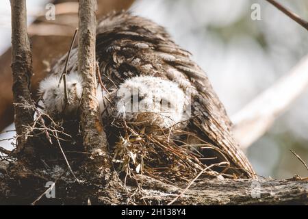 Un bébé tireur de grenouille de Tawny niché à côté de son parent dans un nid d'arbre fourchette. Banque D'Images