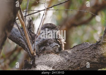 Un bébé tireur de grenouille de Tawny niché à côté de son parent dans un nid d'arbre fourchette. Banque D'Images