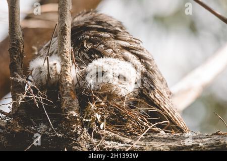 Un bébé tireur de grenouille de Tawny niché à côté de son parent dans un nid d'arbre fourchette. Banque D'Images