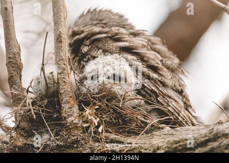 Un bébé tireur de grenouille de Tawny niché à côté de son parent dans un nid d'arbre fourchette. Banque D'Images