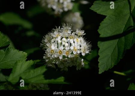 Une fleur blanche avec des centaines intelligentes de petites fleurs blanches avec des pétales blancs, jaune au milieu, mais à partir du milieu de la fleur pousse beaucoup Banque D'Images