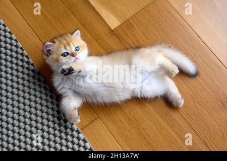 Chaton allongé sur le plancher en bois dans la chambre en position allongée et regarder la vue d'en haut, petit britannique shorthair chat couleur dorée dort Banque D'Images