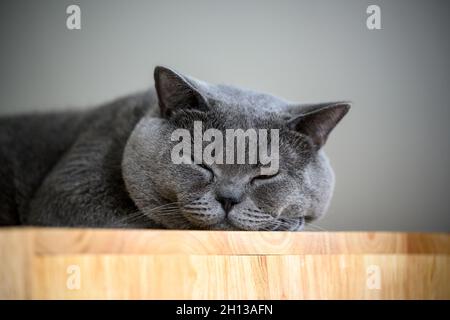 Un chat noir dort sur un placard en bois, gros plan de la tête pour voir un visage rond dormir paisiblement.Un chat bleu de Shorthair britannique est son de sommeil Banque D'Images