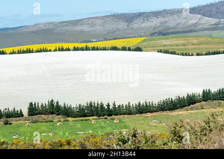 filets agricoles couvrant et protégeant une culture ou une plantation qui est une méthode respectueuse de l'environnement pour réduire les dommages ou les pertes de récolte Banque D'Images