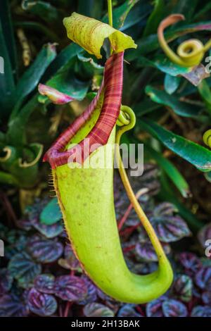 Usine de pichet Nepenthes truncata Macfarl. Ou Gestatzte Kannenpflanze Banque D'Images