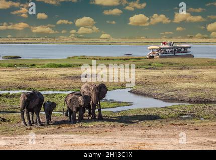 Au nord du Botswana, Chobe, troupeau d'éléphants marchant dans la brousse près de l'eau avec un bateau de touristes Banque D'Images