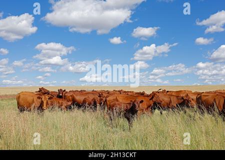 Troupeau de bovins en liberté qui broutage dans les prairies d'une ferme rurale, Afrique du Sud Banque D'Images