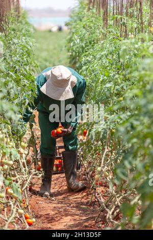 Travailleur agricole africaine la collecte des tomates dans une serre Banque D'Images