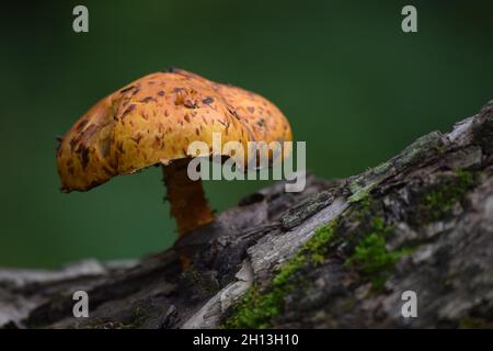 Un seul champignon sur un arbre déchu Banque D'Images