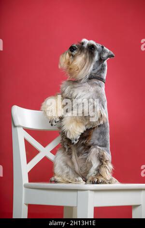 Le chien schnauzer miniature est assis sur ses pattes arrière sur une chaise blanche Banque D'Images