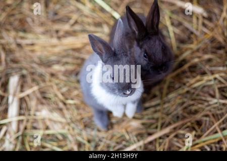 Les petits lapins moelleux dans la plume mangent de la nourriture d'une tasse.Il y a une litière de foin dans le stylo.Les lapins sont comme un animal de compagnie.Gestion des ménages Banque D'Images