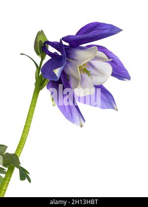 Vue latérale de la fleur de Columbine alias Aquilegia coerulea tête.Isolé sur un fond blanc. Banque D'Images