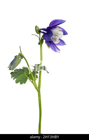 Vue latérale de la fleur de Columbine alias Aquilegia coerulea sur la tige.Isolé sur un fond blanc. Banque D'Images