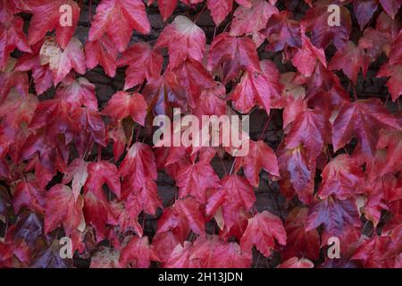 Feuilles d'automne de Boston Ivy en octobre 2021. Banque D'Images