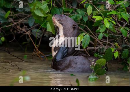 Une loutre géante, Pteronura brasiliensis, se reposant dans un fleuve Mato Grosso do Sul State, Brésil. Banque D'Images