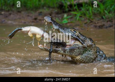 Un yacare caiman (Caiman crocodylus yacare), prenant un poisson tigre (Hoplias malabaricus), attrapant un poisson.Rio Negrinho, Pantanal, Mato Grosso, Brésil. Banque D'Images