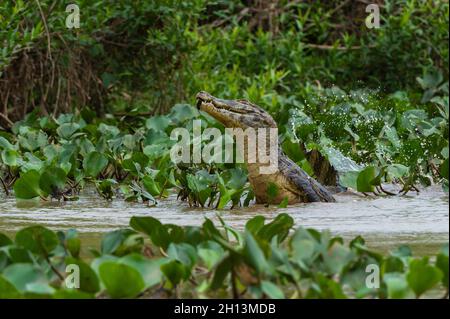 Un caïman Yacare, Caiman crocodylus yacare, sautant de la rivière Cuiaba.Mato Grosso do Sul, Brésil. Banque D'Images