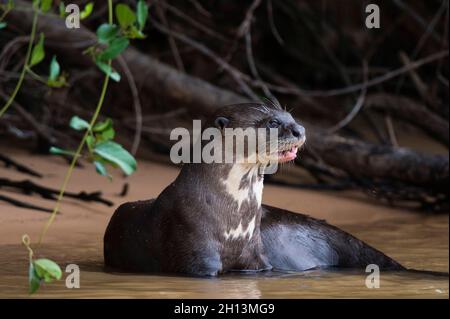 Une loutre géante, Pteronura brasiliensis, se reposant dans la rivière Cuiaba.Mato Grosso do Sul, Brésil. Banque D'Images