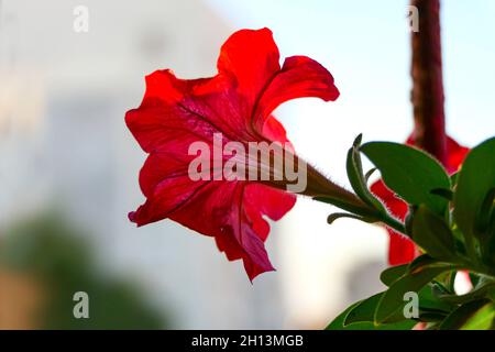 Vue arrière de la fleur pétunia rouge en gros plan sur un arrière-plan flou Banque D'Images
