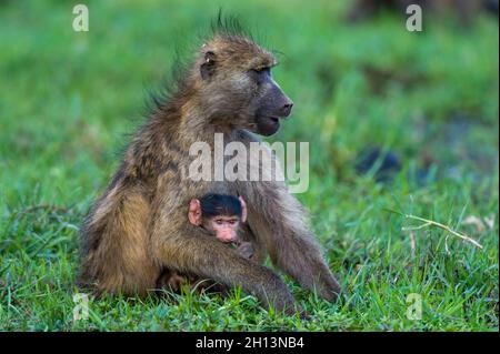 Un babouin de chacma, Papio ursinus, avec un nouveau-né dans le parc national de Chobe.Botswana. Banque D'Images