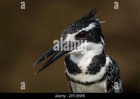 Pied Kingfisher - Ceryle rudis, magnifique grand kingfisher de mangroves et rivières africaines, Ouganda. Banque D'Images