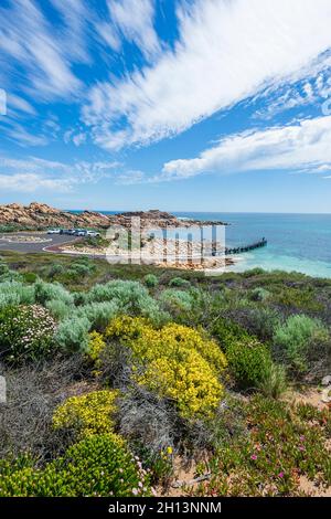 Vue verticale des fleurs sauvages jaunes en fleurs au printemps à Canal Rocks, une attraction touristique populaire près de Yallingup, Australie occidentale, Australie occidentale, Australie méridionale Banque D'Images