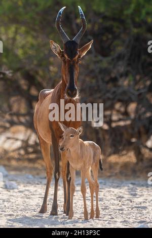 Un hartebeest rouge, Alcelaphus buselaphus, au trou d'eau avec son veau.Kalahari, Botswana Banque D'Images