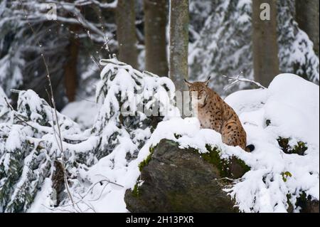 Lynx linx, un lynx européen, installé sur un rocher dans le parc national de la forêt bavaroise.Allemagne. Banque D'Images