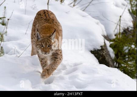 Un lynx européen, Lynx linx, qui se promèneront dans le parc national de la forêt bavaroise.Allemagne. Banque D'Images