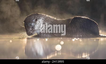 Européen Otter (Lutra lutra) en eaux peu profondes la nuit dans le parc national de Kiskunsagi, Pusztaszer, Hongrie. Février. La loutre eurasienne a un mainl de régime Banque D'Images