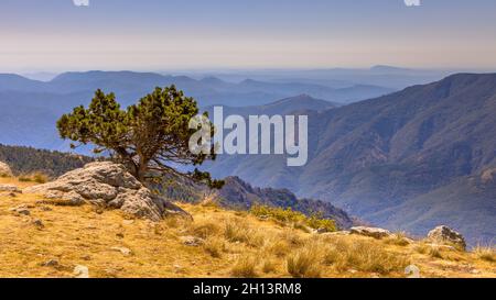 Journée ensoleillée sur un arbre à ciel bleu dans un paysage de montagne sur le Mont Aigoual, Occitanie, France Banque D'Images