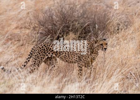 Un guépard, Acinonyx jubatus, marchant dans la grande herbe, réserve nationale de Samburu, Kenya.Kenya. Banque D'Images