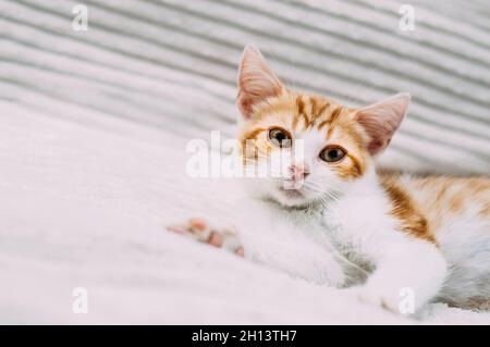 Portrait en gros plan d'un adorable chaton au gingembre Banque D'Images
