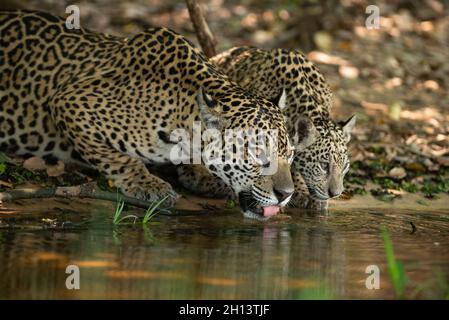 Une Jaguar avec un cub d'eau potable dans le nord du Pantanal, Brésil Banque D'Images